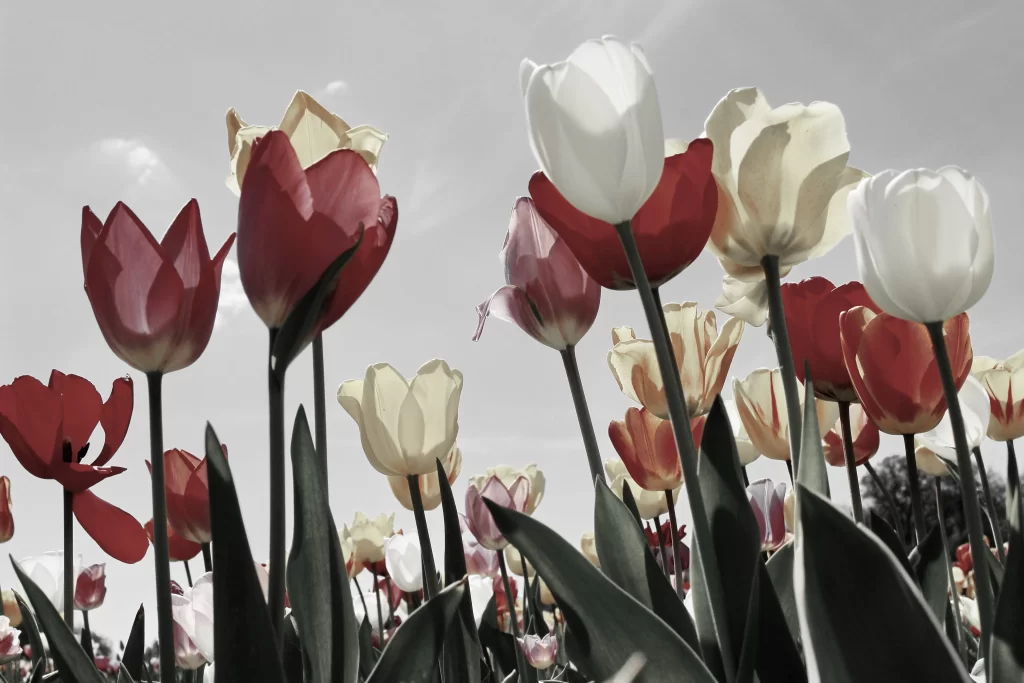 Red White Yellow Tulip Petals Stems Leaves