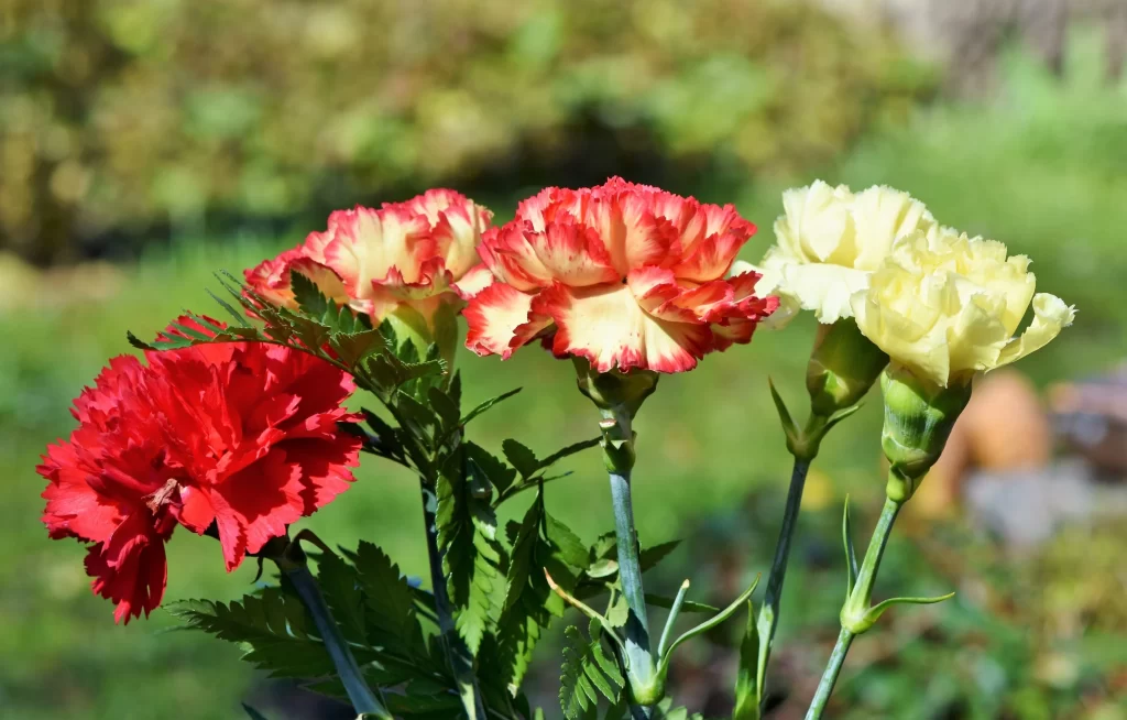 Red Yellow Carnation Petals Green Leaves