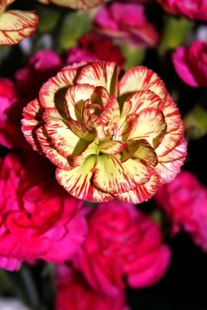 Red Yellow Carnation Petals Stripes