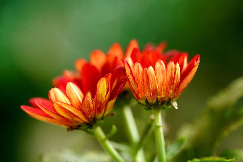 Red Yellow Chrysanthemum Petals Green Background