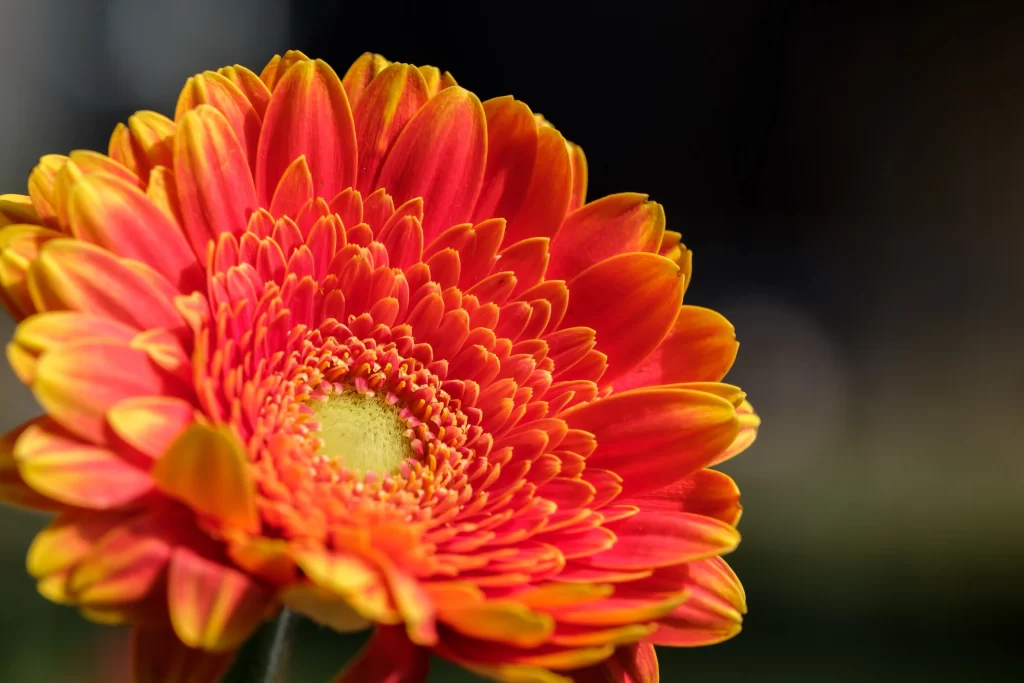 Red Yellow Chrysanthemum Petals Center