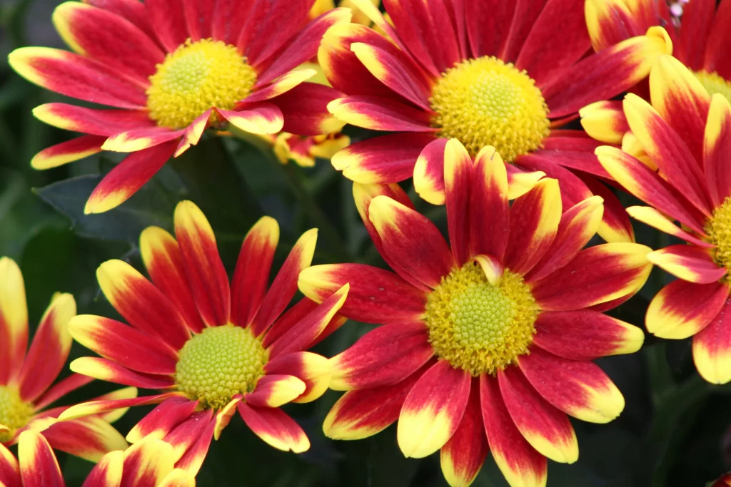 Red Yellow Chrysanthemum Petals Bright Center