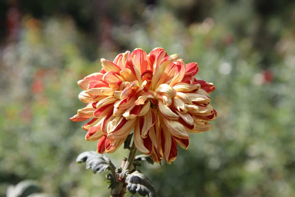Red Yellow Chrysanthemum Petals Dense Rounded