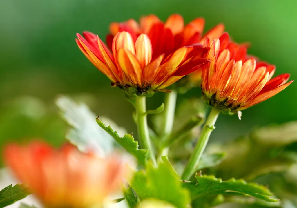 Red Yellow Chrysanthemum Petals Green Leaves