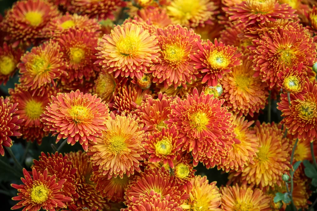Red Yellow Chrysanthemum Petals Dense Blooms