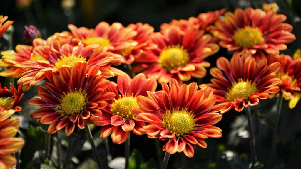 Red Yellow Chrysanthemum Petals Sunlight