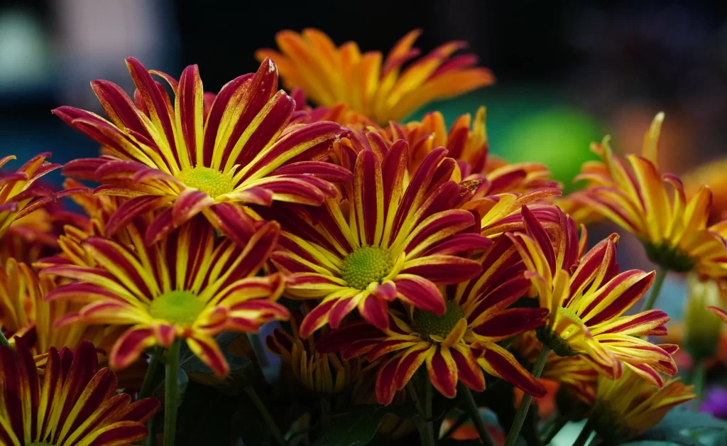 Red Yellow Chrysanthemum Petals Bright Colorful