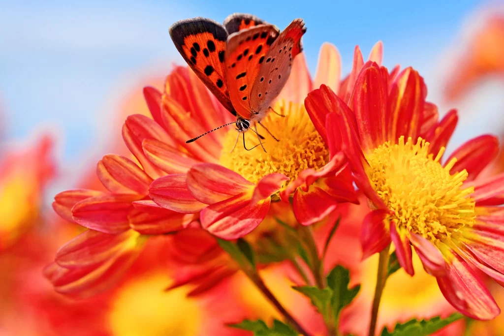 Red Yellow Chrysanthemum Petals Butterfly