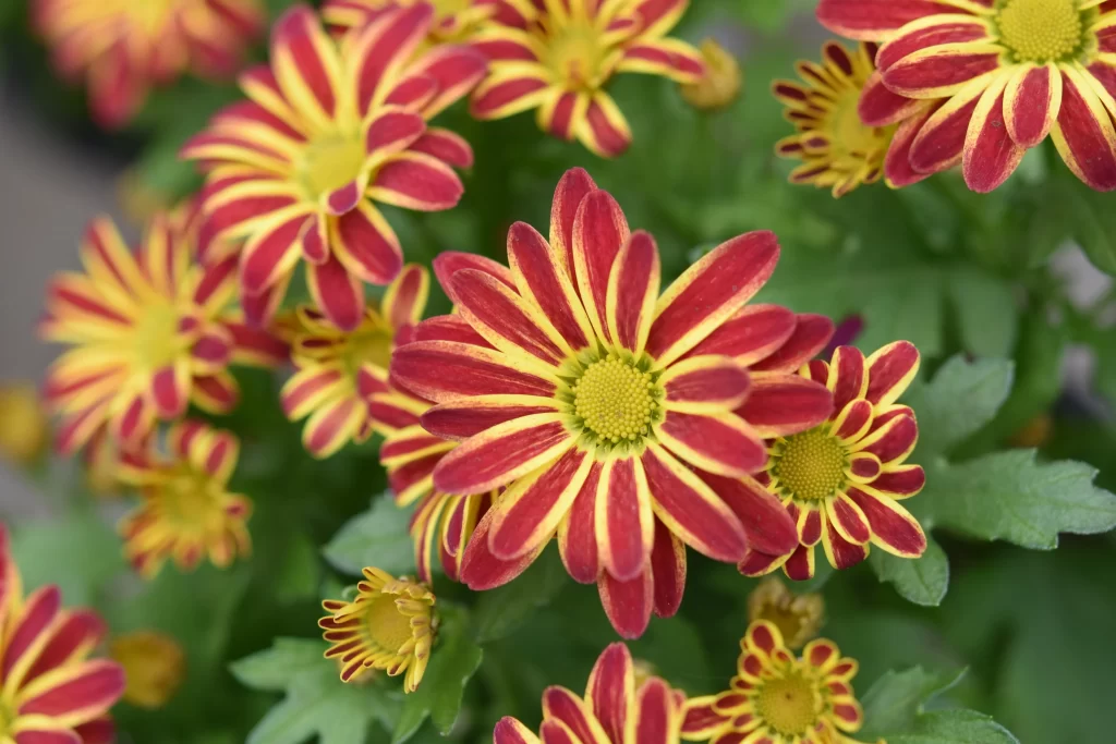 Red Yellow Chrysanthemum Petals Center Green