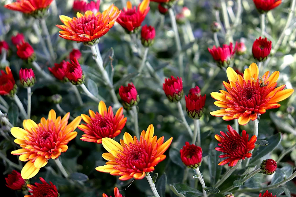 Red Yellow Chrysanthemum Petals Blooms