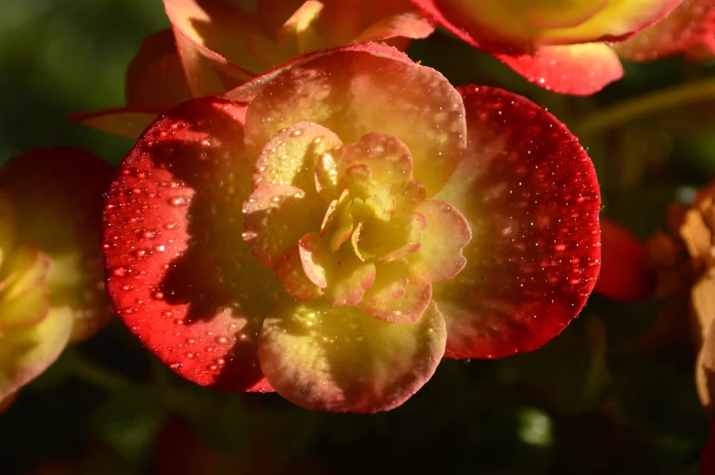 Red Yellow Crabapple Blossom Petals Dewdrops