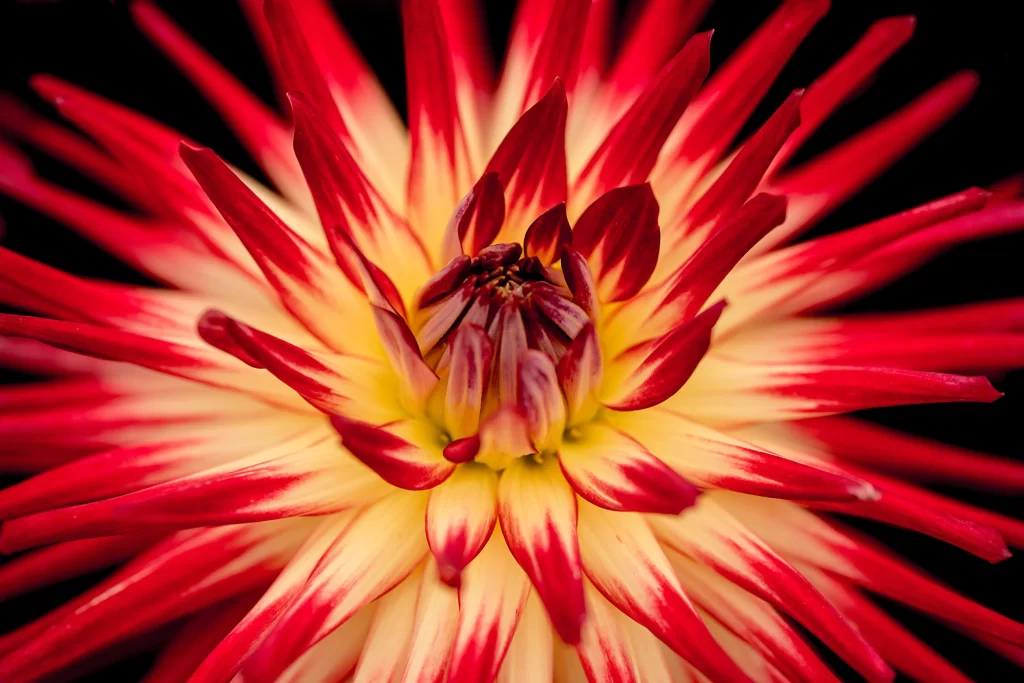 Red Yellow Dahlia Petals Radiant Center