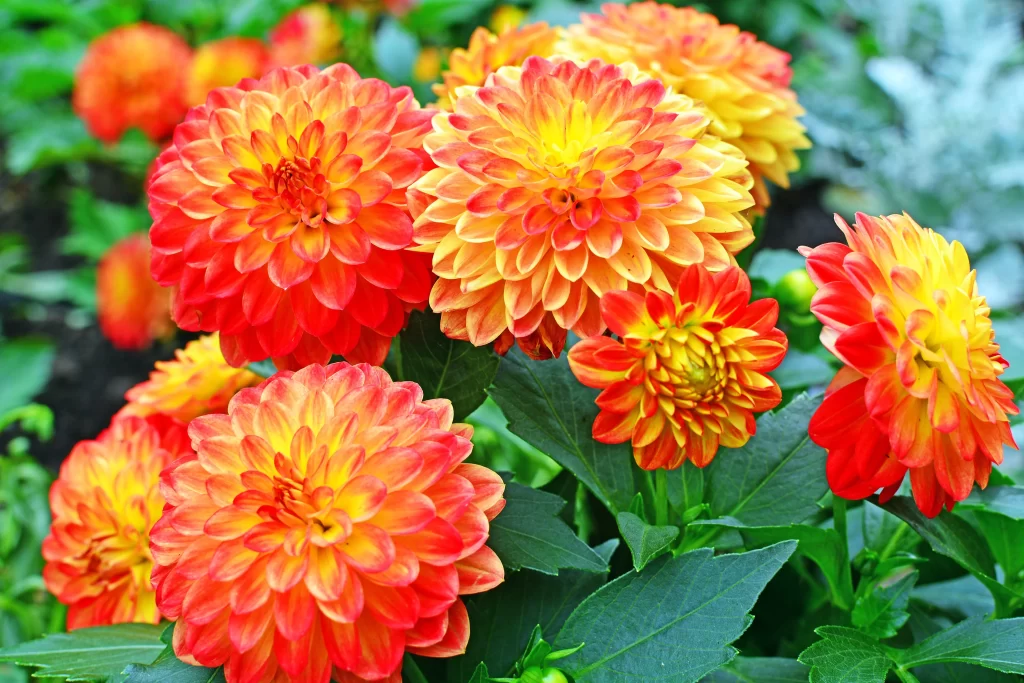 Red Yellow Dahlia Petals Bright Green
