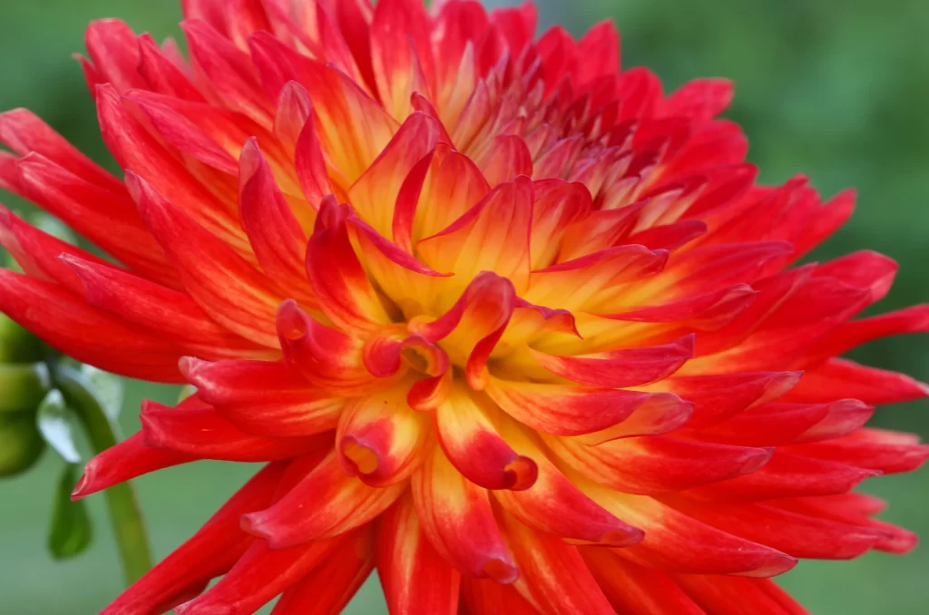 Red Yellow Dahlia Petals Bright
