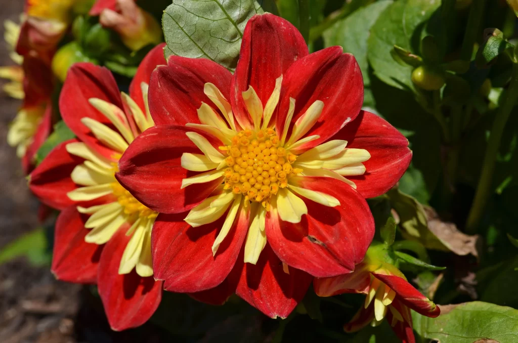 Red Yellow Dahlia Petals Bright Blooming