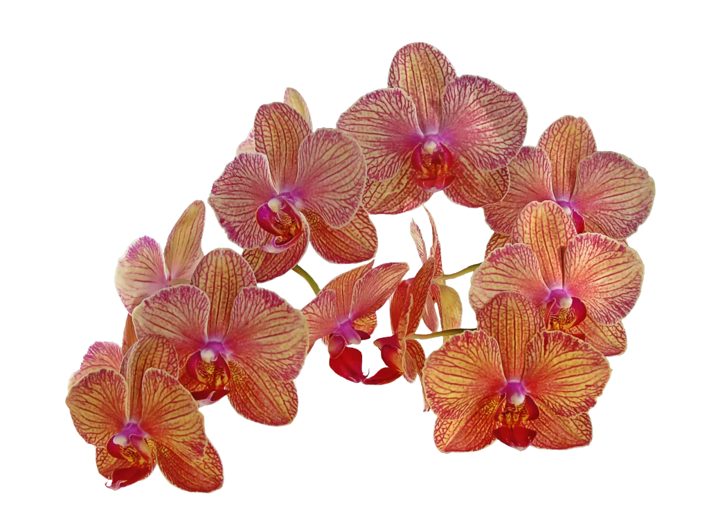 Red Yellow Orchid Petals Stripes