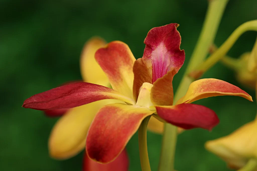 Red Yellow Orchid Petals Green Background