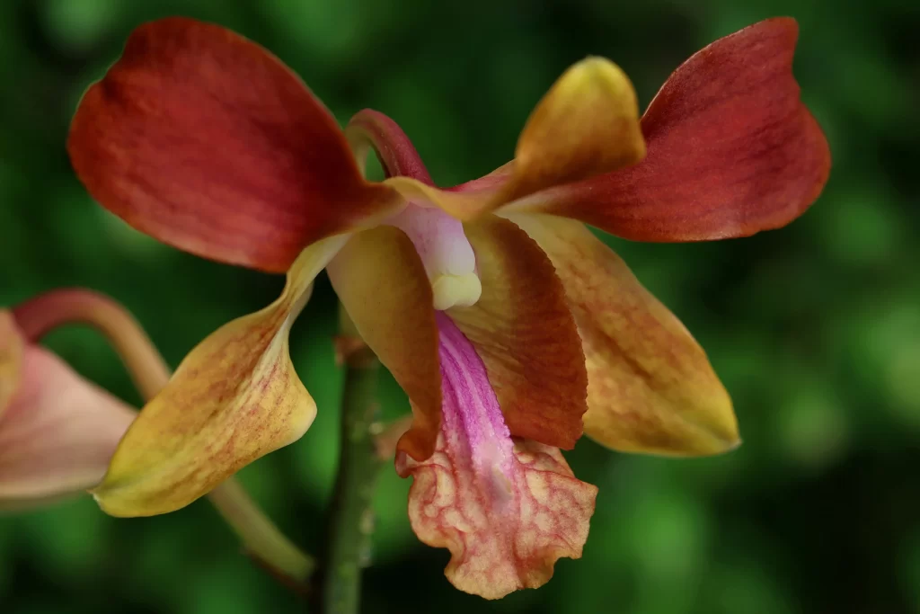 Red Yellow Orchid Petals Texture