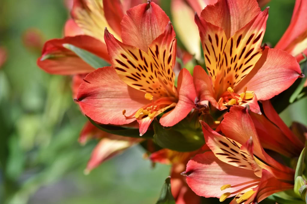 Red Yellow Petals Spots Sunlight