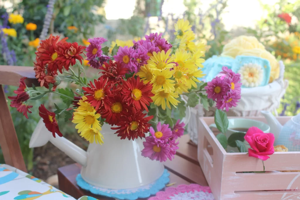 Red Yellow Pink Chrysanthemum Petals Garden