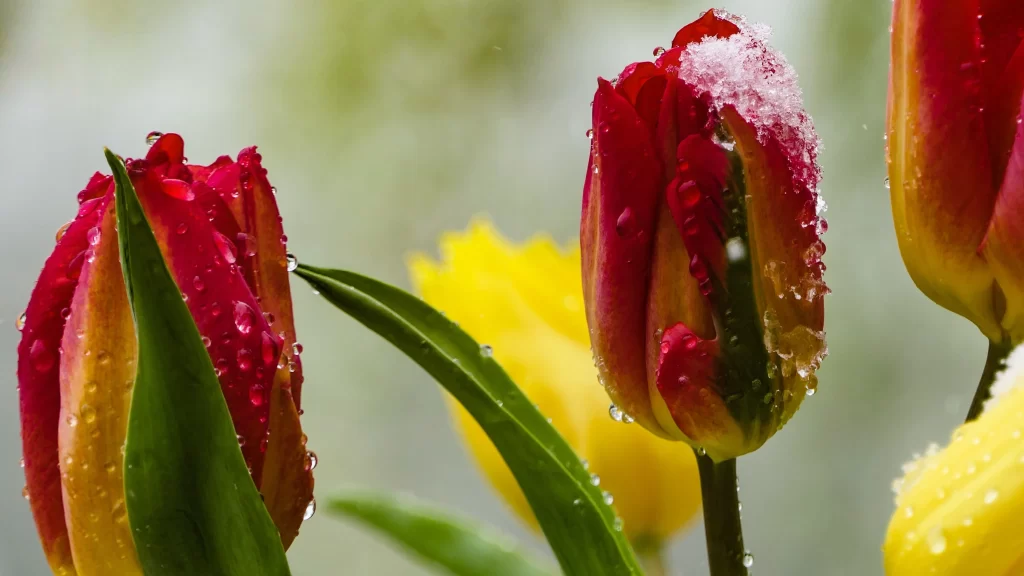 Red Yellow Tulip Petals Dew Drops