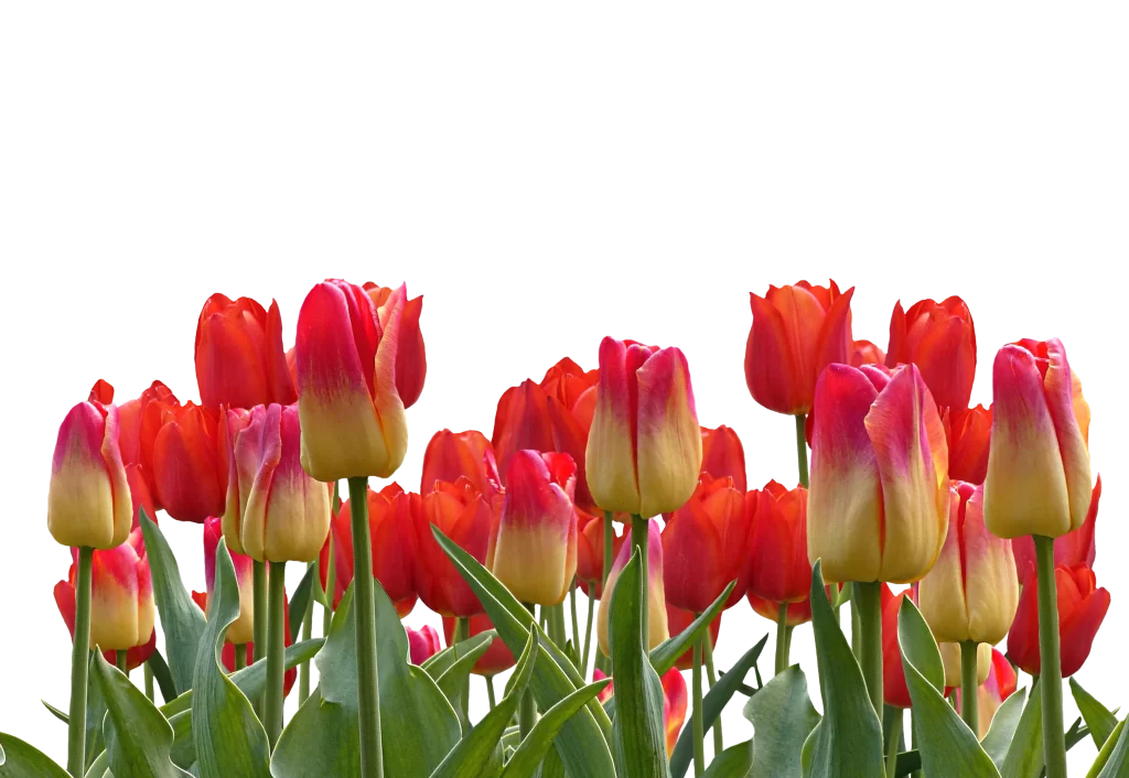 Red Yellow Tulip Petals Green warm Leaves