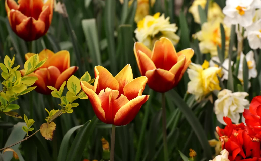 Red Yellow Tulip Petals Green warm Leaves
