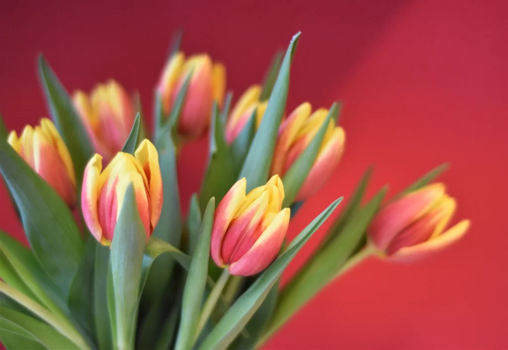 Red Yellow Tulip Petals Green warm Leaves