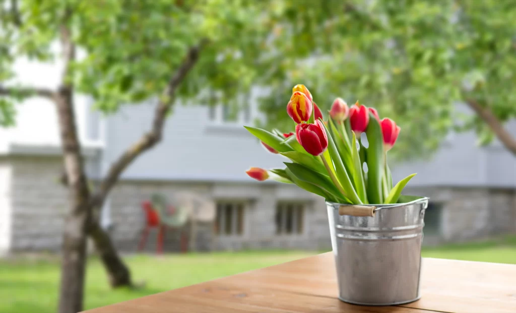 Red Yellow Tulip Petals Leaves Bucket