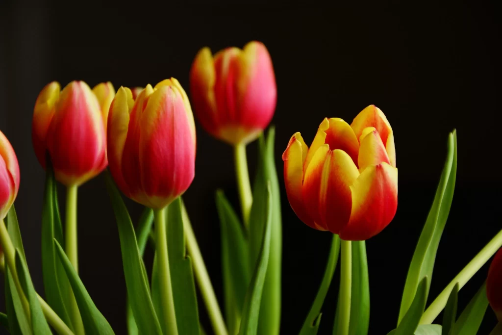 Red Yellow Tulip Petals Stems Leaves