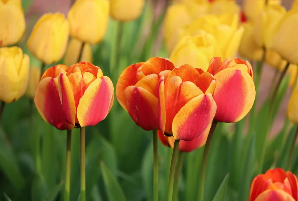 Red Yellow Tulip Petals Stems Green