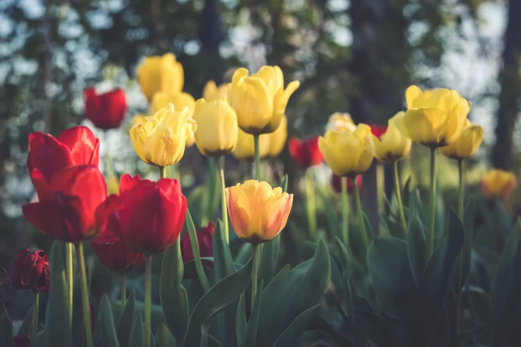 Red Yellow Tulip Petals Stems Green Leaves