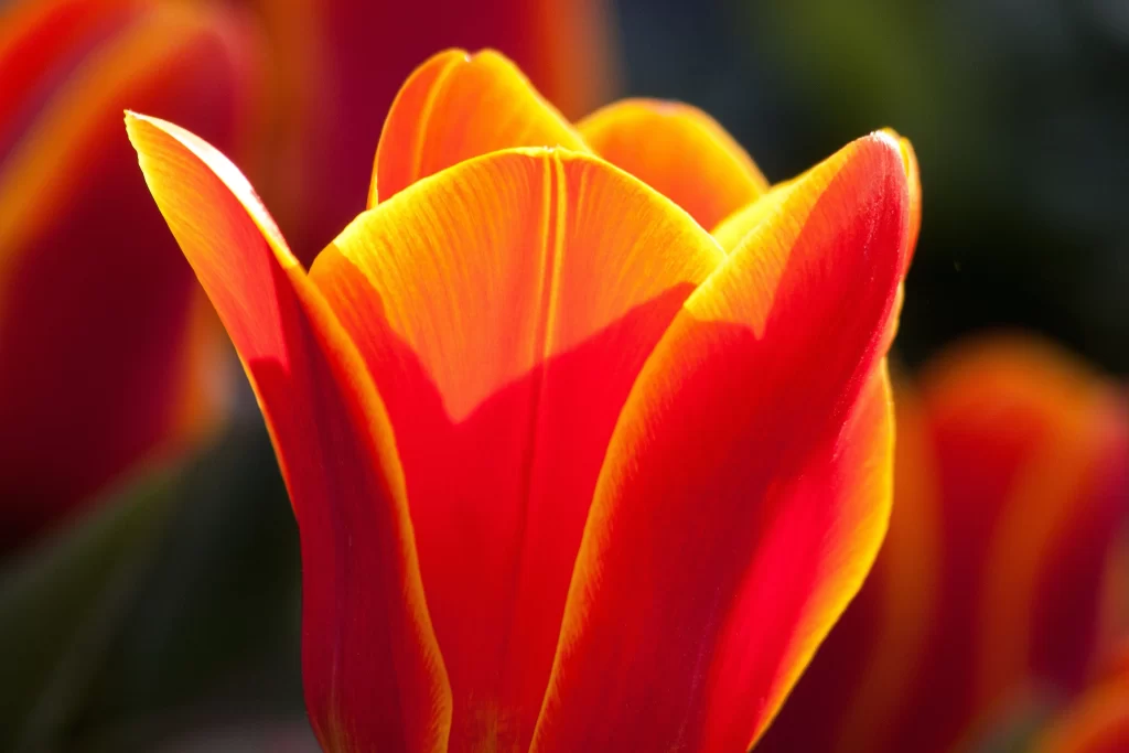 Red Yellow Tulip Petals Sunlight