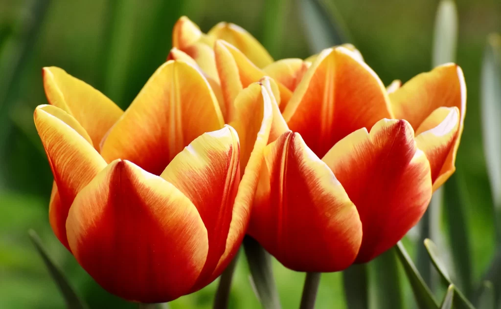 Red Yellow Tulip Petals Vibrant Green