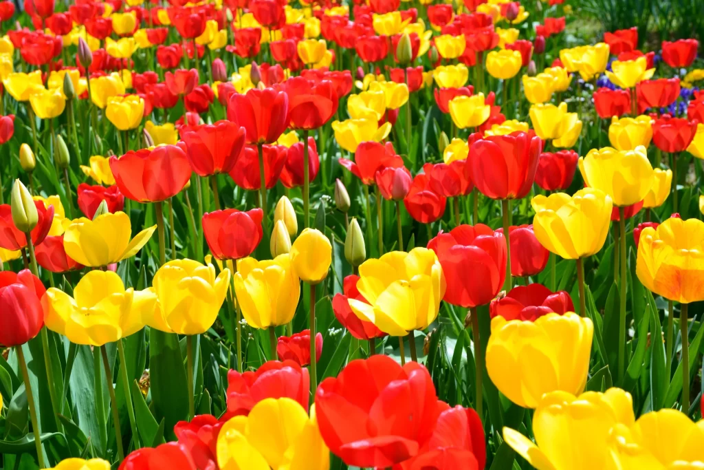 Red Yellow Tulip Vibrant Petals Sunlit Field