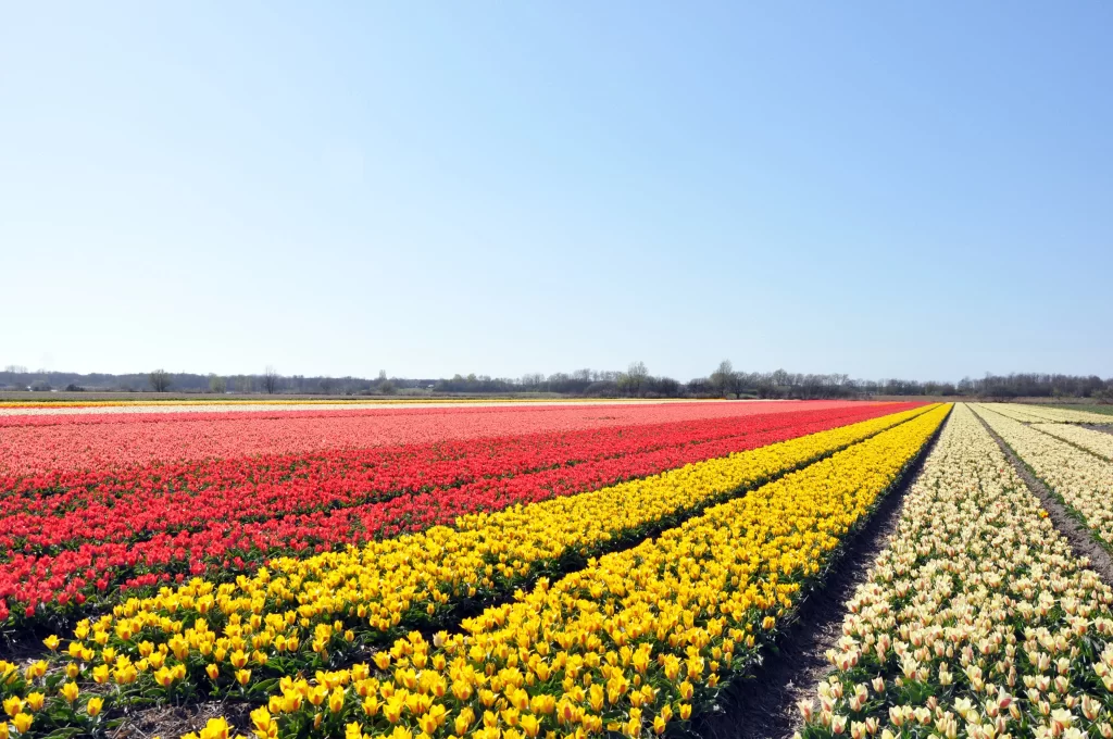 Red Yellow White Tulip Field Blooming