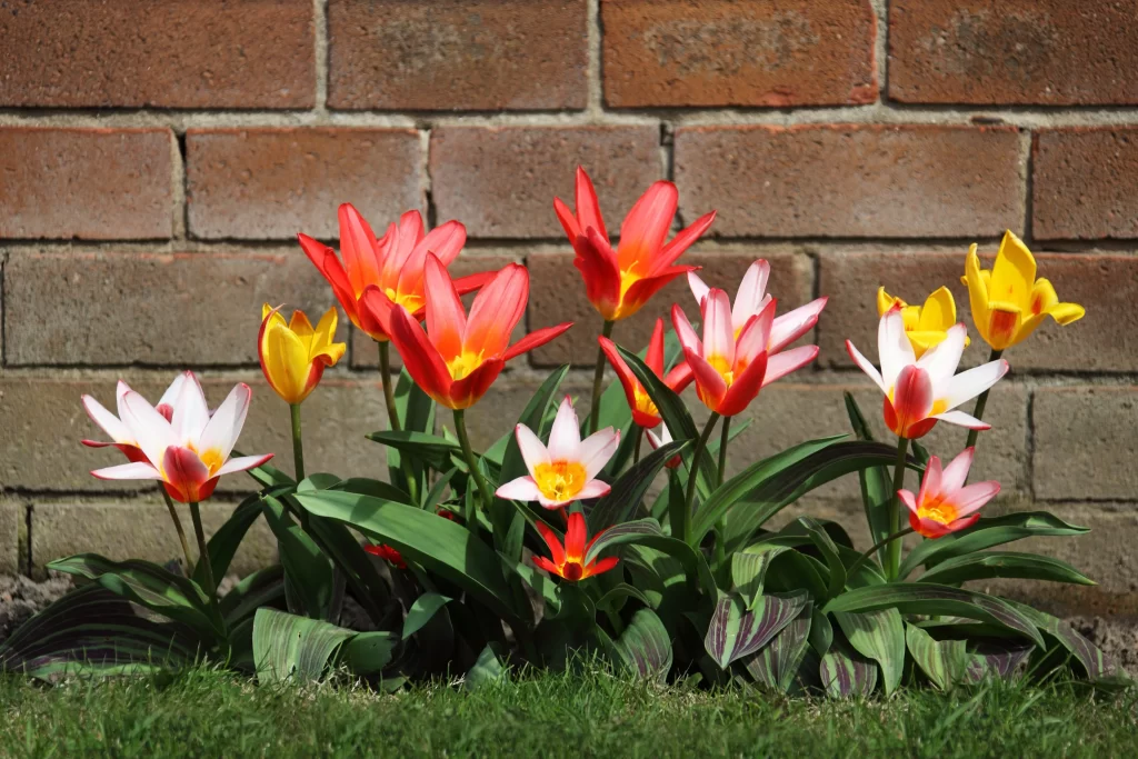 Red Yellow White Tulip Petals Green Leaves Brick Wall