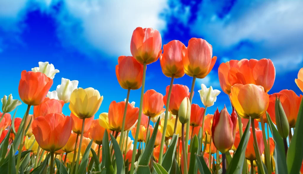Red Yellow White Tulip Petals Sky