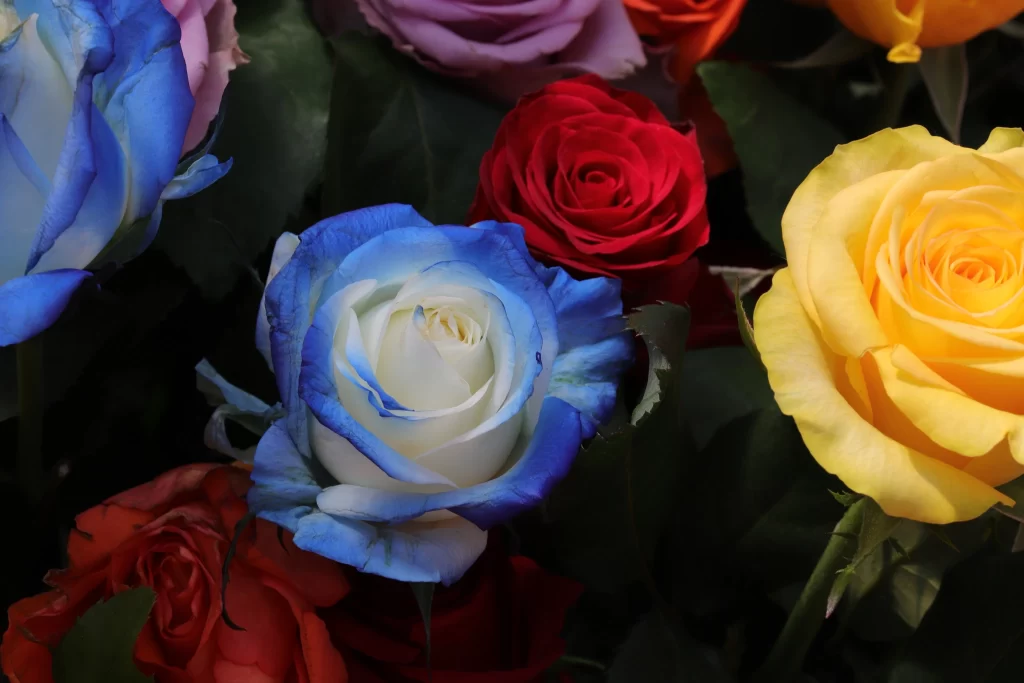 Rose Blue Red Yellow Purple