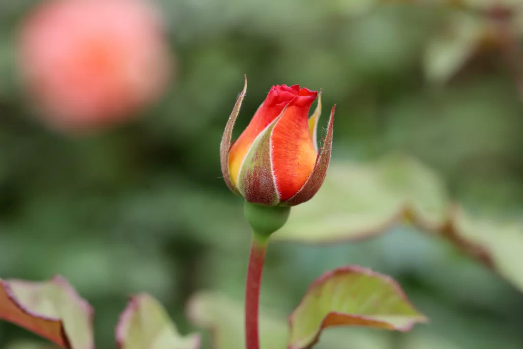 Rose Bud Red Orange Green Leaf