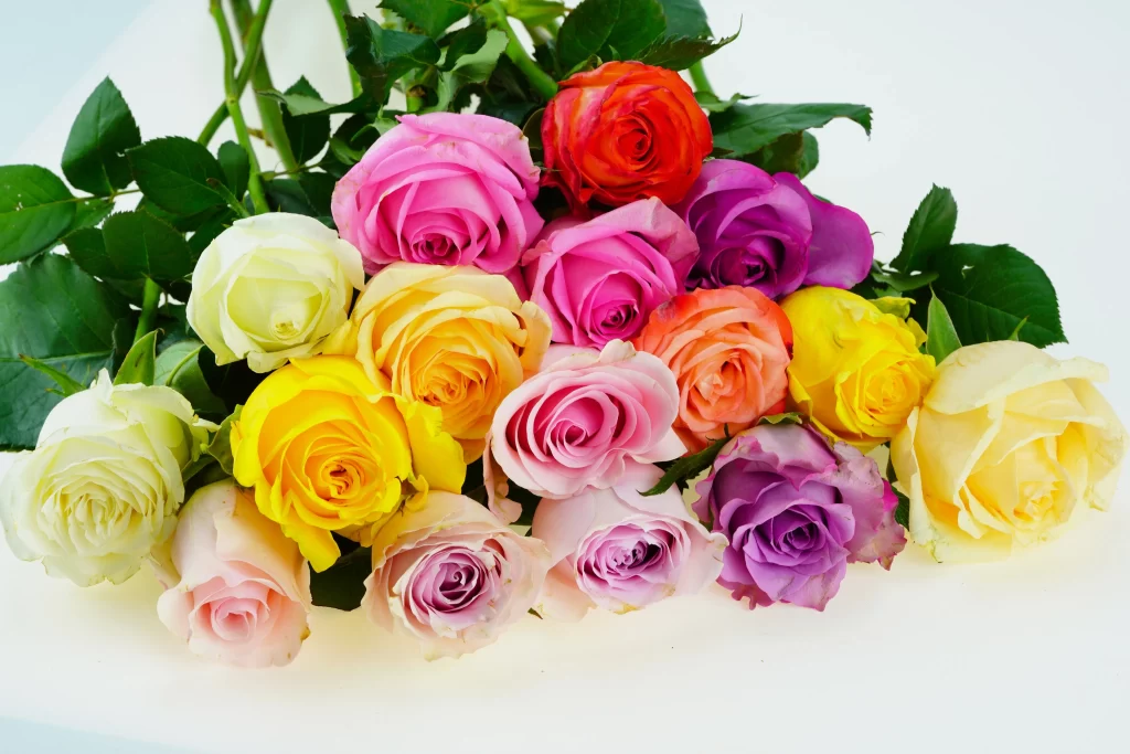 Rose Flowers Pink Yellow Red Purple White