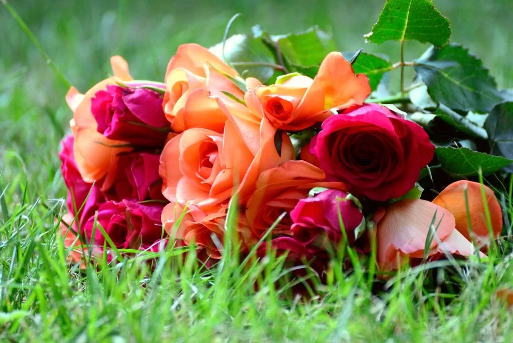 Rose Orange Red Green Leaf