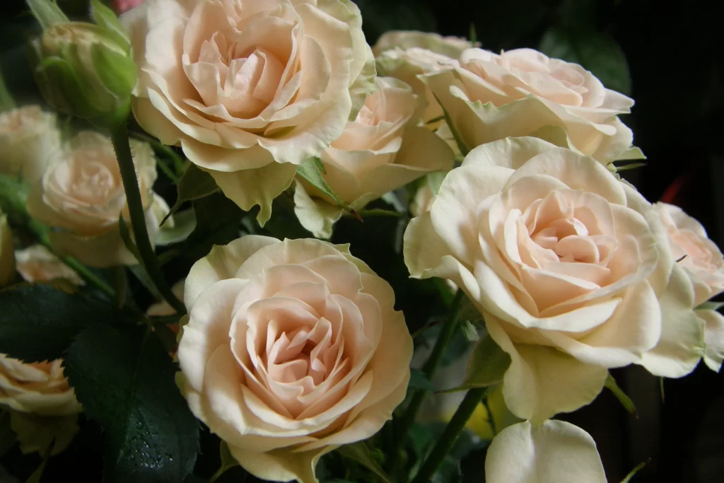 Rose Peach gray Green