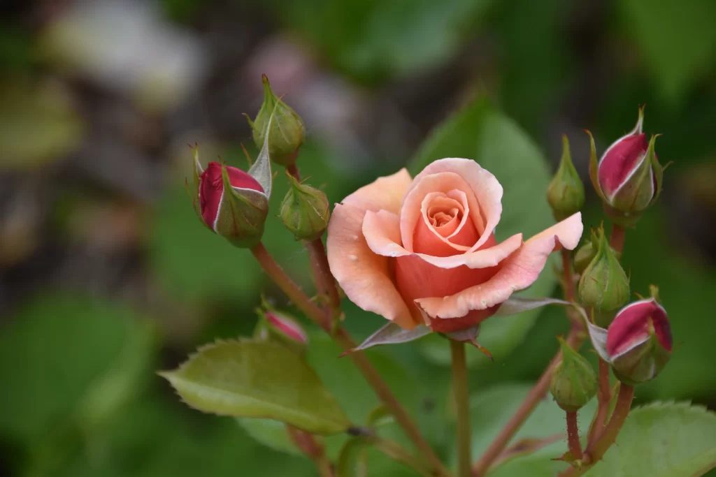 Rose Peach Green Bud