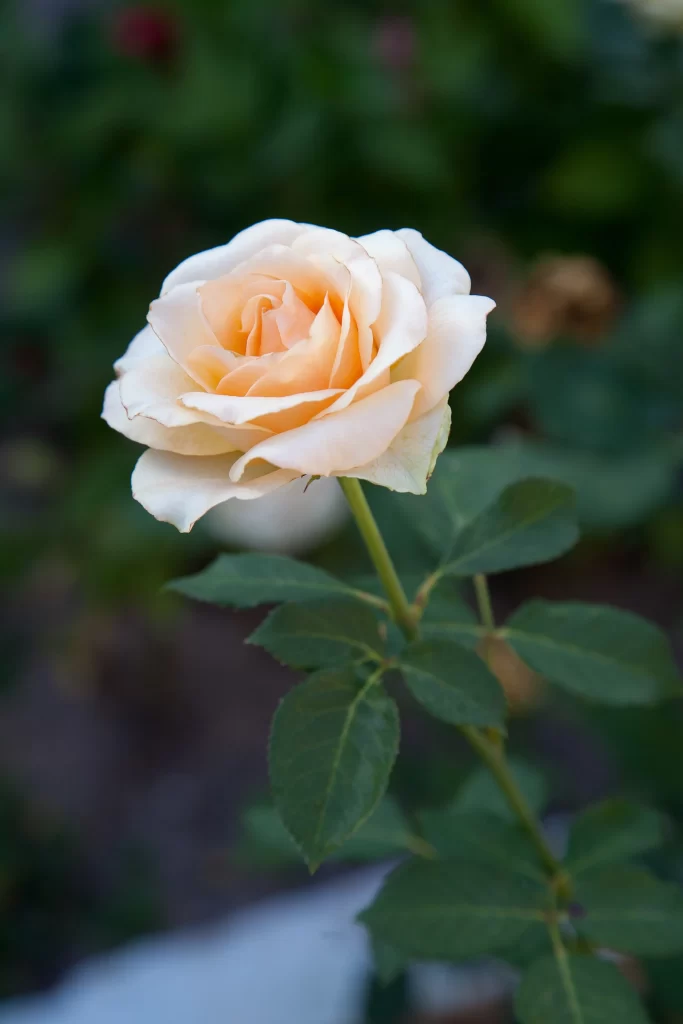 Rose Peach Green Leaf