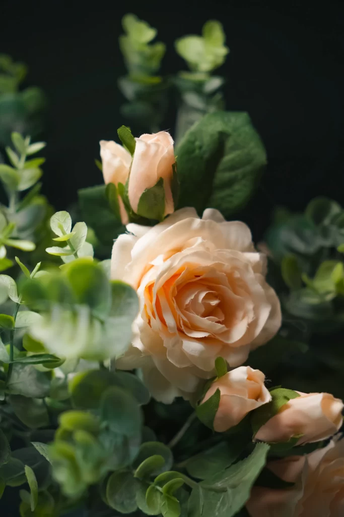 Rose Peach Green Leaf Dark Background