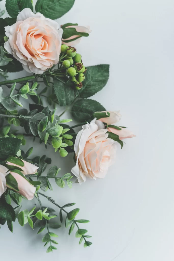 Rose Peach Green Leaf White gray Background