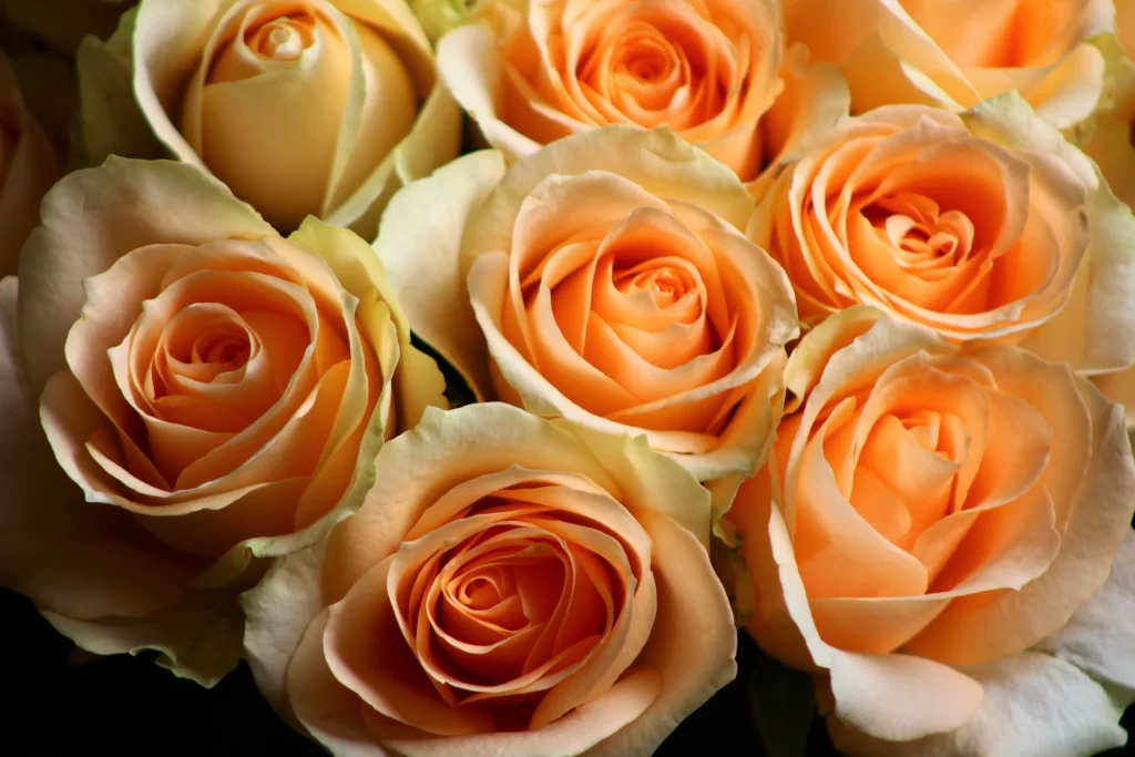 Rose Peach Orange Petals Green Leaf