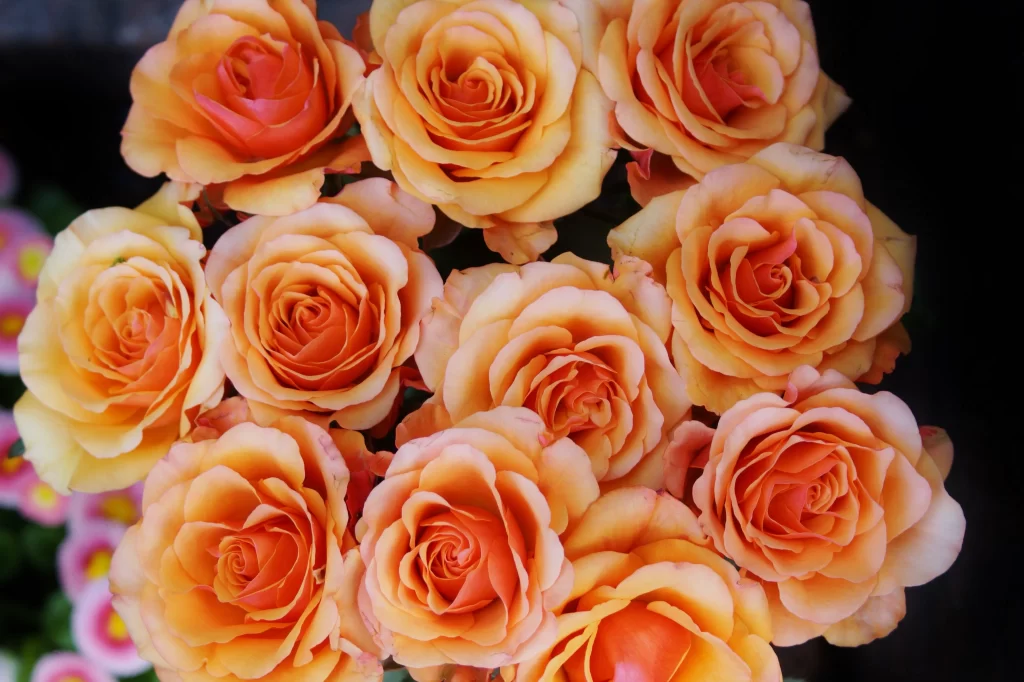 Rose Peach Orange Petals Green Stem