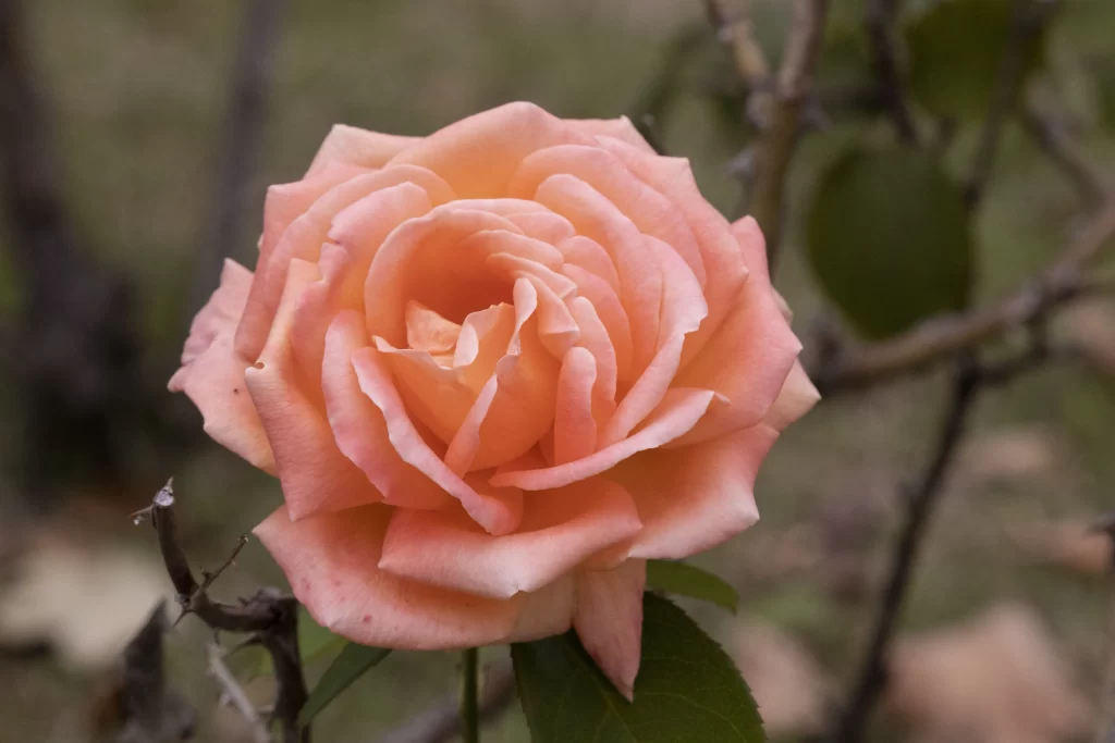 Rose Peach Pink Green gray Leaf